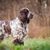 Springer Spaniel steht im Wald, mittelgroßer braun weißer Jagdhund steht auf einem Feld vor einem Wald, Schlappohren mit welligem Fell