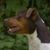 Terrier Brasileiro im Profil, Kopfaufnahme eines Hundes von der Seite, Hund mit Kippohren, dreifärbiger Terrier