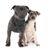 Terrier Brasileiro und Amstaff im Vergleich, wie groß ist ein Terrier, blauer Terrier, blaue Hundefarbe