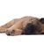 Säugetier, Canidae, Hund, Fleischfresser, Welpe eines belgischen Schäferhunds, Tervueren Welpe, langhaarige Hunderasse, Hund mit langem Fell und Stehohren, großer brauner Hund mit dunkler Schnauze, Polizeihund Welpe