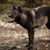 Timberwolf, gefährliches Wildtier, Wolf der mit Hund gekreuzt wird, schwarzer Wolf, Wolfshund, Vorfahre der Hunde