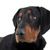 erdelyi-kopo, ungarische Hunderasse, Hund aus Ungarn, großer braun schwarzer Hund ähnlich Dobermann, Siebenbürgen Hund