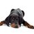 erdelyi-kopo, ungarische Hunderasse, Hund aus Ungarn, großer braun schwarzer Hund ähnlich Dobermann, Siebenbürgen Hund