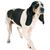 Hund, Säugetier, Wirbeltier, Hunderasse, Canidae, Fleischfresser, Schweizer Laufhund, Hund, Schnauze, gehender weiß-schwarz gefleckter Schweizer Laufhund vor weißem Hintergrund