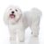 Hund, Säugetier, Wirbeltier, Hunderasse, Canidae, Fleischfresser, Begleithund, weißer Coton de Tuléar steht vor weißem Hintergrund