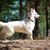 weißer großer Hund, schweizer Hunderasse, großer weißer Schäferhund steht im Wald und zeigt etwas an, Hund mit Stehohren und langem Fell
