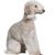 Säugetier, Wirbeltier, Hund, Canidae, Hunderasse, Fleischfresser, Begleithund, Seltene Rasse (Hund), Bedlington Terrier, Sporting Group, weißer Bedlington Terrier sitzt vor weißem Hintergrund