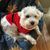 Westipoo Mix ist eine Mischung aus westhighland Terrier und Pudel, Pudelmischling, hybride Mischlinge, kleiner weißer Hund mit Locken, hypoallergene Rasse, Antiallergiker Hund