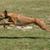 schlanke Hunderasse, Windhund springt, schnellster Hund der Welt, Greyhound in braun, Hund so dünn, dass man die Rippen sieht