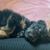 Yorkiepoo Welpe, Mix aus Yorkshire Terrier und Pudel, hybride Rasse, hypoallergene Rasse, kleine Hunderasse für Anfänger, Hund für Hundehaarallergiker