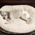 Canidae, Hund, Hundebett, Möbel, Fleischfresser, Begleithund, Komfort, Bedlington Terrier, Schlaf, Hund trägt Windel, läufige Hündin mit einer Pampers für Hunde, Hundewindel, Hund mit Locken, kleiner grauer Hund schläft in seinem Hundebett