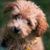 Hund, Säugetier, Wirbeltier, Hunderasse, Canidae, Schnudel, Fleischfresser, Pudelkreuzung, Maltepoo, niederländischer Smoushond, Pudelmischling, hybride Mischung, hypoallergene Rasse, Anfängerhund, Hund für Allergiker, Yorkshire Terrier Mischling