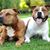 Hund, Säugetier, Wirbeltier, Hunderasse, Canidae, Fleischfresser, amerikanischer Staffordshire-Terrier, Staffordshire-Bullterrier, Begleithund, zwei braun weiße American Staffordshire Terrier