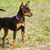 Hund, Säugetier, Wirbeltier, Hunderasse, Canidae, Toy Manchester Terrier, Deutscher Pinscher, Manchester Terrier, Fleischfresser, Zwergpinscher mit Stehohren in schwarz und braun, klassischer Rehpinscher, kleiner Hund unter 5kg