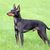 Typical English Toy Terrier in spring garden