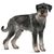 Standard Schnauzer, 9 months old, standing on white background