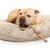An English bulldog lying on a bed and chewing on a bully stick with spit in its mouth