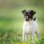 Small puppy of the Toy Fox Terrier breed in the park on the green grass in summer