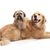 Shi Poo on a Golden Retriever