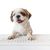 Cute dog, Shih tzu, poodle mix with keyboard on white background, isolated.