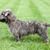 Typical Irish Glen of Imaal Terrier on the green grass