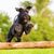 Picture of a standard schnauzer jumping over a wooden beam