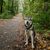 Close up of east siberian laika walking in park