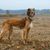 Orange-colored Kazakh greyhound Tazi in an autumn wheat field