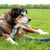 An 11-year-old, older German Shepherd-Border Collie mix dog is lying outside in the grass on a lead.