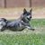 Swedish Vallhund at fast coursing for cats