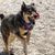 Mixed breed Rotweiller Husky rescue with bandana playing outside