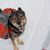 Rotweiller husky mix with backpack playing outside in the snow