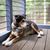 A beautiful German Shepherd mix keeps watch while lying on the porch of his family cabin.