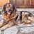 The oldest real Molosser in the world, a Balkan sheepdog that guards the house