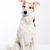 Cute short haired collie sits in studio and looks at camera