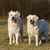 Two posing white dogs