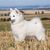 Portrait of a nice German spitz