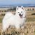 Portrait of a nice German spitz