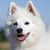 Portrait of a nice German Spitz
