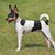 The typical portrait of a Toy Fox Terrier in the spring garden