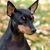 The typical portrait of an English Toy Terrier in an autumn garden