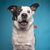 Border collie catches a treat with its mouth wide open in a studio shot isolated on a blue background