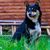 Dog breed East Siberian Laika closeup