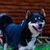 Dog breed East Siberian Laika closeup