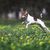 Toy Fox Terrier Dog