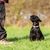 Picture of standard schnauzer puppy looking up to his master