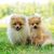 Two dogs of breed Miniature Spitz on green grass