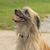 Single shot of male Pyrenean shepherd with long hair