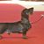 Kanichen dachshund shows off in the ring