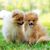 Two dogs of breed Miniature Spitz on green grass